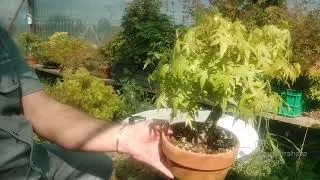 Venta de Bonsai