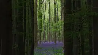 The blue forest of Hallerbos, Belgium #animals #beauty #meditation #nature #звери  #красота #природа