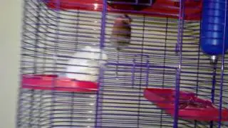 Birds and gerbles
