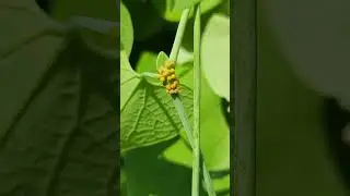 Strange Yet Fascinating #Flower That Hosts #Swallowtail #Butterflies - Dutchman's Pipevine #garden