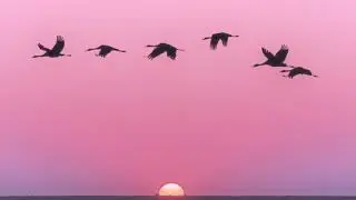 Free wives in birds...give a positive wive
