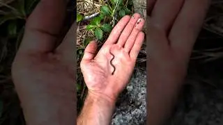 small to giant animal transformation
