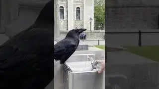 crow #crow #meme #shorts #tiktok