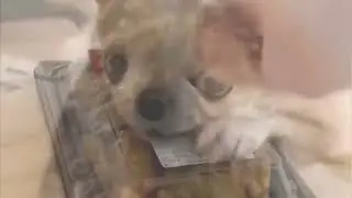 Entertaiment and funny short