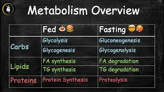 Metabolism - overview of processes