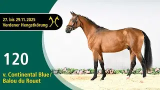 No. 120 Stallion by Continental Blue - Balou du Rouet | Verden Stallion Licensing 2025 - Nov. 28/29