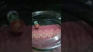 WILD Beyblade X battles