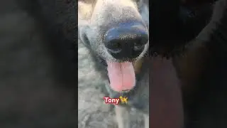 My dog Tony🐕&zwj;🦺