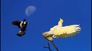 Episode 57: Australia and birdsong with author Tim Low