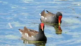 Common Moorhen Facts and Sounds