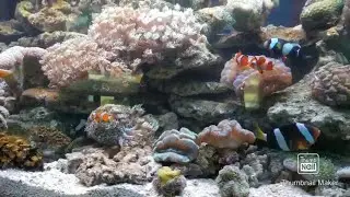 🔴Memberi Sarapan Pagi Ikan Hias Rebon Beku biar sehat & bergizi