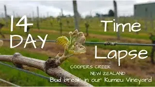 Bud Break New Zealand. A 14 day Time lapse