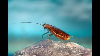 What Does A Cockroach Sound Like?