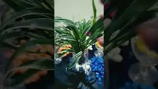 Spider plant Garden ideas