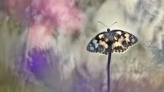 Moving Images of a Small World (2020-2021)