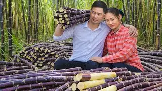 Purple Sugarcane Harvest to Sell at Market — Step-by-Step Sugarcane Planting Process