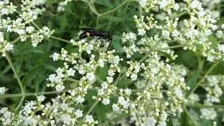 Male Scoliid Wasp Visits Patrinia Flowers 240fps