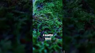 Poland has a beautiful nature #polandvlog  #winterfreeze #ofwinpoland #poland #winter #workpermit