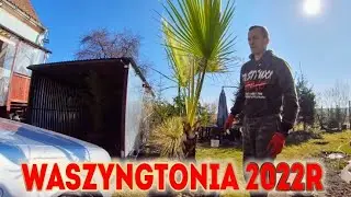 Dlaczego usychają liście palmie waszyngtoni  po zimie. Palma już na dworze. Porady ogrodnicze
