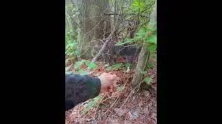 Adorably Taunting Tabby Cat😋Plays Hard to Pet #shorts