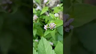 Pink Flower - Pink knotweed | गुलाबी फूल । #pink #pinkflower #weeding #flowers