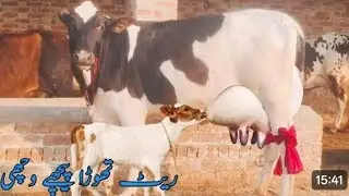 چولیشانی ٹچ فریزین مگر وچھی دودھ18لیٹر فون نمبر 0306.7684474تاریخ19//1//2026