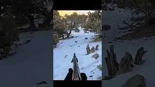 Snowy Day Rabbit Hunt |Hunting inWinter #snowrabbithuntingWilder#winterrabbithunting#chase #snowy
