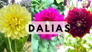 C&oacute;mo plantar Dalias