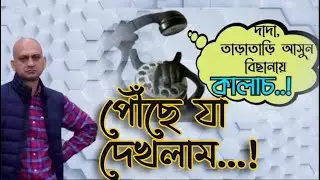 Common Krait And Wolf Snake | Difference Between Common Krait And Wolf Snake
