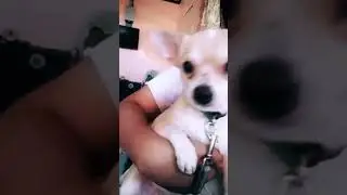 dogs