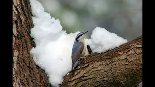 Sunrise Birding for Life January 28, 2026 - Winter Wonderland