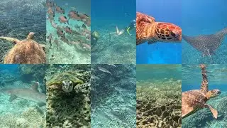🏝️Lady Elliot - 🤿Snorkeling 🐢🦈🐠🪸8.12.25-12.12.25 🏝️