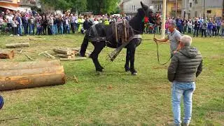 Tiro a strascico con 2 tronchi festa della montagna Acerno 2017