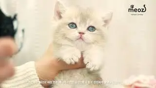 Unreal Fluff Explosion 🐾 Tiny Pink-Gold & Golden Munchkin Kittens
