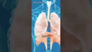 Why Do We Sneeze? Animation Explained#Sneezing #WhyWeSneeze #3DMedicalAnimation #HumanBody3D