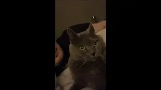 Cat Surprised Reaction as It Turn Around Looking at Guy Who Licked It