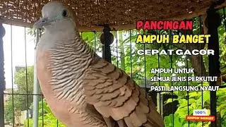 Zebra Dove call PERKUTUT GACOR LOKAL | Pancingan Perkutut Lokal Pagi Hari Bikin Rajin Bunyi | Z005
