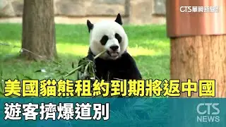 美國貓熊「租約到期」將返中國　遊客擠爆道別｜華視新聞 20231108