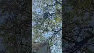 Over the house #shorts #treework #rigging