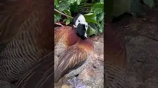 These duck!! #short #shorts #shortsvideo