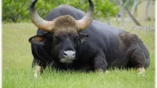 Top 10 Largest land Animals in the World