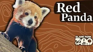 Meet The Red Pandas | Blank Park Zoo