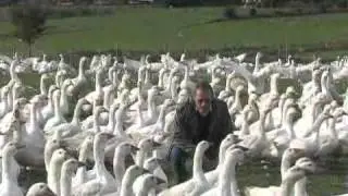 Gourmetg&auml;nse - Die Schreih&auml;lse von Markerup