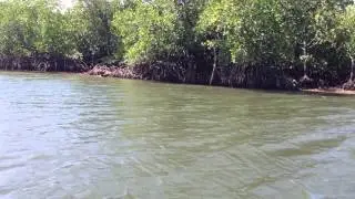 Saltwater Crocodile. Trinity Inlet, Cairns