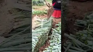 Wooden stick presses scallions; tied bundles stacked, field rows stretch greenb