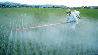How GMO, Pesticides, & IMF Loans Ruin a Food System - Primal Edge Health