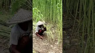 Jute Harvesting under HOT SUN #shorts