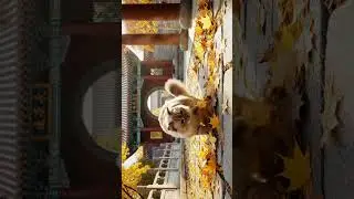 Fluffy Cat Sweeping Temple Leaves #fluffygoldencat #templeyard #autumn