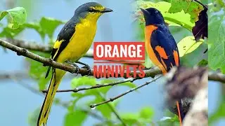 Orange minivet&nbsp;(Pericrocotus flammeus)  રાજાલાલ, തീക്കുരുവി, नारिंगी गोमेट, குங்குமப் பூச்சிட்டு,