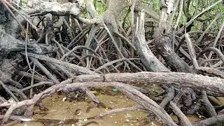 Calming Mangrove Forest Sounds | Natural ASMR for Sleep